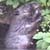 Beaver Feeding