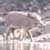 Feral Pigs