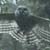 Hand Fed Barred Owl 4