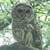 Hand Fed Barred Owl 1