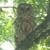 Hand Fed Barred Owl 2