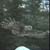 Hand Fed Barred Owl 3