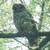 Hand Fed Barred Owl 5