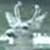 Swimming Buck