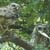 Barred Owl Feeding Fledgling